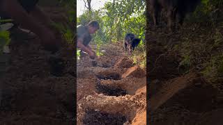 cauliflower growing organicfarming food vegetables horticulture plantcare garden [upl. by Hernandez]