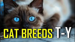 CAT BREEDS  List of cat breeds that start with T  Y [upl. by Jago]