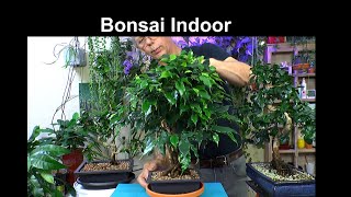 Bonsai Indoor die Zimmerbonsai in der Pflege Fukientee Ficus Kapok Zimmeresche und Sternfrucht [upl. by Cissy691]