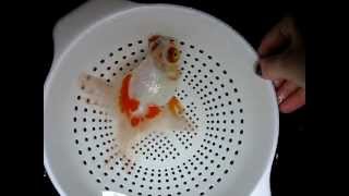 How To Hydrogen Peroxide Swab for Goldfish I [upl. by Omocaig183]