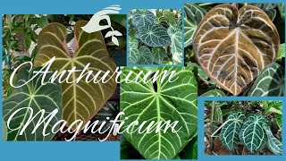 Anthurium Magnificum Care  Repot [upl. by Auqenaj772]