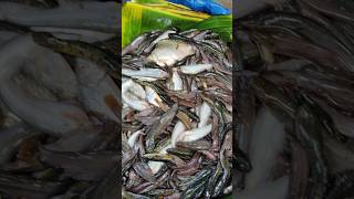 See Panchmi Shal fish at low price [upl. by Nedia]