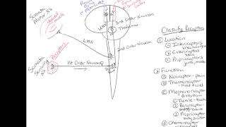 Chapter 15 Somatic Nervous System Classroom Lecture [upl. by Rednas]