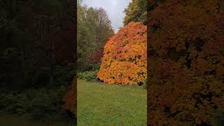 Ballathie Perthshire autumn autumncolors trees fall scotland scottishhighlands [upl. by Adaner926]