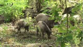 Wild boar poking around in forest  Sus scrofa  Wild zwijn  Everzwijn [upl. by Karlotte577]