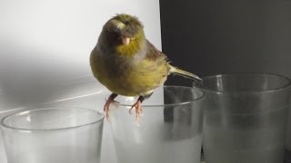 Canary singing at the microwave Best training video جزر الخالدات الغناء Śpiew Kanarka [upl. by Ellenaej]