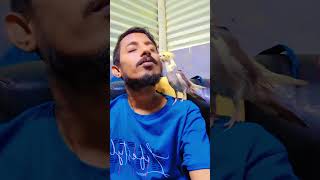 Tere Bina Zindagi Se Koi parthagirivlogs cockatiel cockatielbird shorts [upl. by Naeruat]