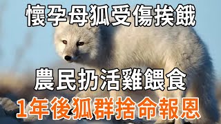 【禪易】懷孕母狐狸受傷，農民不忍心用雞投餵，1年後農民遇險，狐群捨命相救 [upl. by Groveman736]