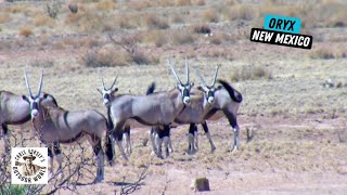 Hunt for FreeRange African Antelope in New Mexico [upl. by Vogele]