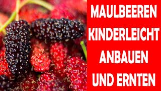 Maulbeerbaum Maulbeeren Maulbeere ein guter Schattenspender mit leckeren Früchten unbekanntes Obst [upl. by Aicxela]