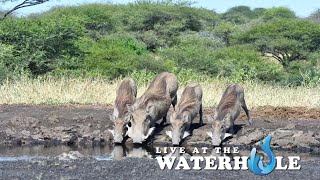 Live At The Waterhole  14 June 2024 [upl. by Salguod]