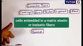 Areolar connective tissue  Location structure function [upl. by Musette]