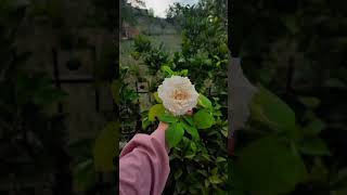 💐🌸pirati ko talma Maa Phool Phoolon Ka Mala Manavi arts viral short flowers video please subscribe [upl. by Rossing]