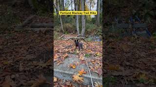 Portland Macleay trail hike minischnauzers hike asmr fall [upl. by Jonie]