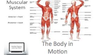 PDHPE preliminary  The Body In Motion  Muscular System [upl. by Rosamund]