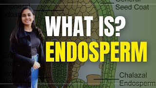 Endosperm in Hindi  Biology  what is Endosperm [upl. by Trudy649]