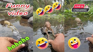 Catching frog funny make you laugh  funny animal video  funny frog jumping short [upl. by Antonio]