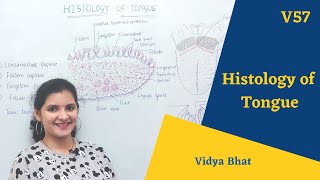 Histology of tongue  Lingual papillae  Taste buds  Types of papillae  Tongue histology [upl. by Eiraminot320]