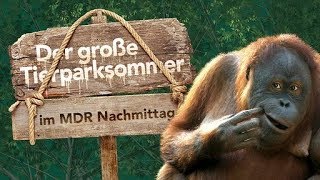 Zoo Görlitz Der MDR zu Besuch im Tierpark Görlitz [upl. by Loats819]