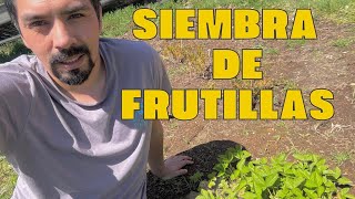 Siembra de frutillas como sembrar frutillas huerta wildlife surdechile frutillas chile [upl. by Omrellug289]