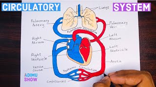 How To Draw Double circulatory System  step by step tutorial [upl. by Gnues396]