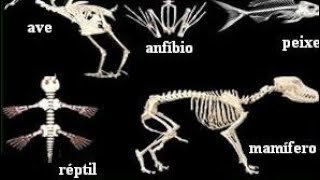 Animais vertebrados mamíferos aves répteis peixes e anfíbios [upl. by Nner303]