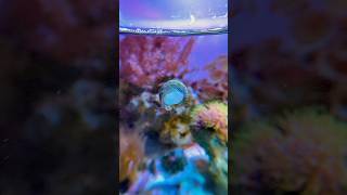 Trochus Snail Eating reeftank fishtank aquascapesnailcoralmarine oceantimelapsenanoreeftank [upl. by Atinahc271]