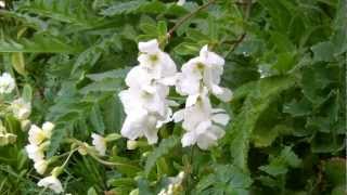 Exochorda  The Bride  Flowering [upl. by Shalna]