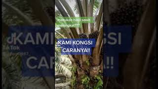 Tingkatkan Hasil Sawit dan Pokok Kekal Sehat [upl. by Cinamod]