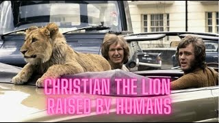 Christian The Lion  Raised By Humans [upl. by Dupaix838]