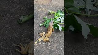 Honduras 🇭🇳 travel cruise iguana [upl. by Glasgo]