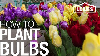 HOW TO PLANT BULBS IN GRASS [upl. by Kristyn770]