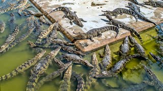 Amazing Crocodile Farming Technology  Modern Crocodile Farms [upl. by Cinomod]