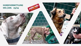 Hundevermittlung  Dez 2023Jan 2024 Jahr Tierheim Hannover TV [upl. by Devin40]