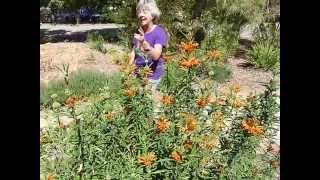 Lions tail  Leonotis leonurus [upl. by Aloibaf963]