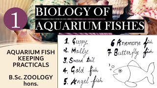 Biology of aquarium fishes  Practical  Bsc zoology  Aquarium fish keeping  2nd year  CBCS [upl. by Aira]