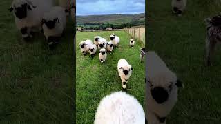 Cute Sheeps enjoy in nature shorts [upl. by Neff]