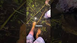 Catching Invasive Snakes fishingarrett [upl. by Riebling]