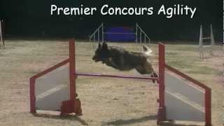 Berger Belge Tervueren Agility [upl. by Rourke]