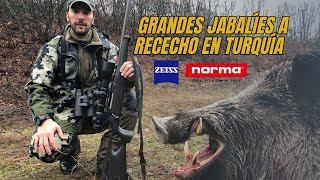 🐗 🐗 Cazando Grandes Jabalíes en Turquía  Excopesa 🐗 🐗 [upl. by Ettevad]