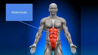 AQA GCSE PE  The Lungs amp Gas Exchange [upl. by Eninnej]