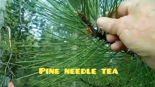 Pine Needle Tea bushcraft survival lifehack pineneedle tea montana [upl. by Eisak]