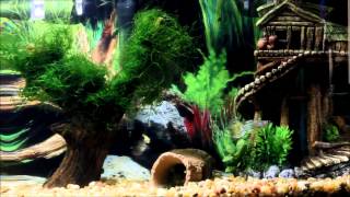 Dwarf Puffer amp Guppy amp Ghost Shrimp 5 Gallon Aquarium [upl. by Strohl]