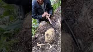 The process of digging plantain roots Good tools and machinery can increase work efficiency [upl. by Lennon124]