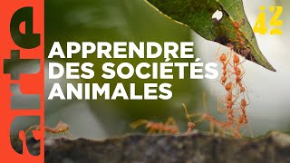 Les animaux gouvernentils mieux que nous   42  La réponse à presque tout  ARTE [upl. by Eudora]