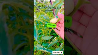 Tamatar ke plant kaise lagayegardengingtipsshorts trendingshortsviralshortvideos Savita236 [upl. by Poole]