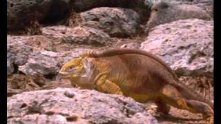 Part 3 Alien Animals  BBC Planet Wild [upl. by Brest]