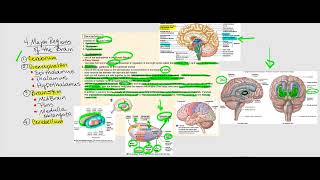 Lecture Video 12 The Brain [upl. by Suoicul]