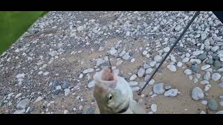 Day 2 Pensarn beachWales BASS ON [upl. by Deland]