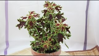 Solenostemon scutellarioides  Buntnessel Coleus [upl. by Tews]